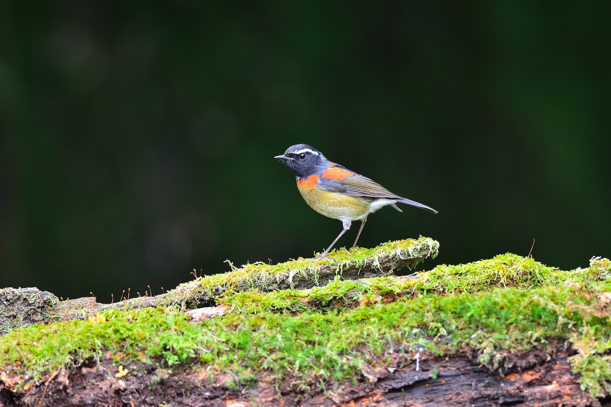 Collared Bush-Robin - Weber Tsai