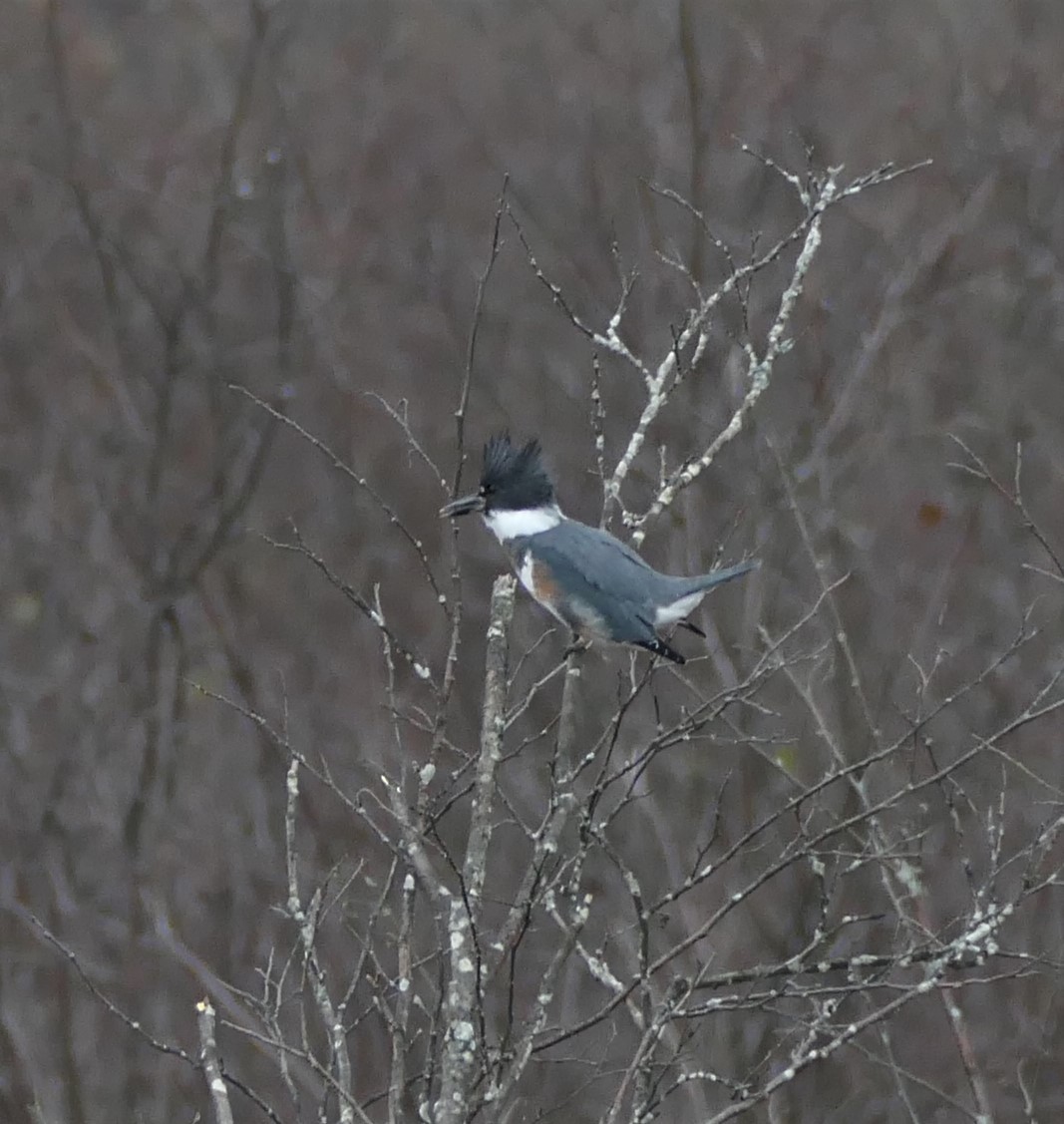 Belted Kingfisher - ML185269211