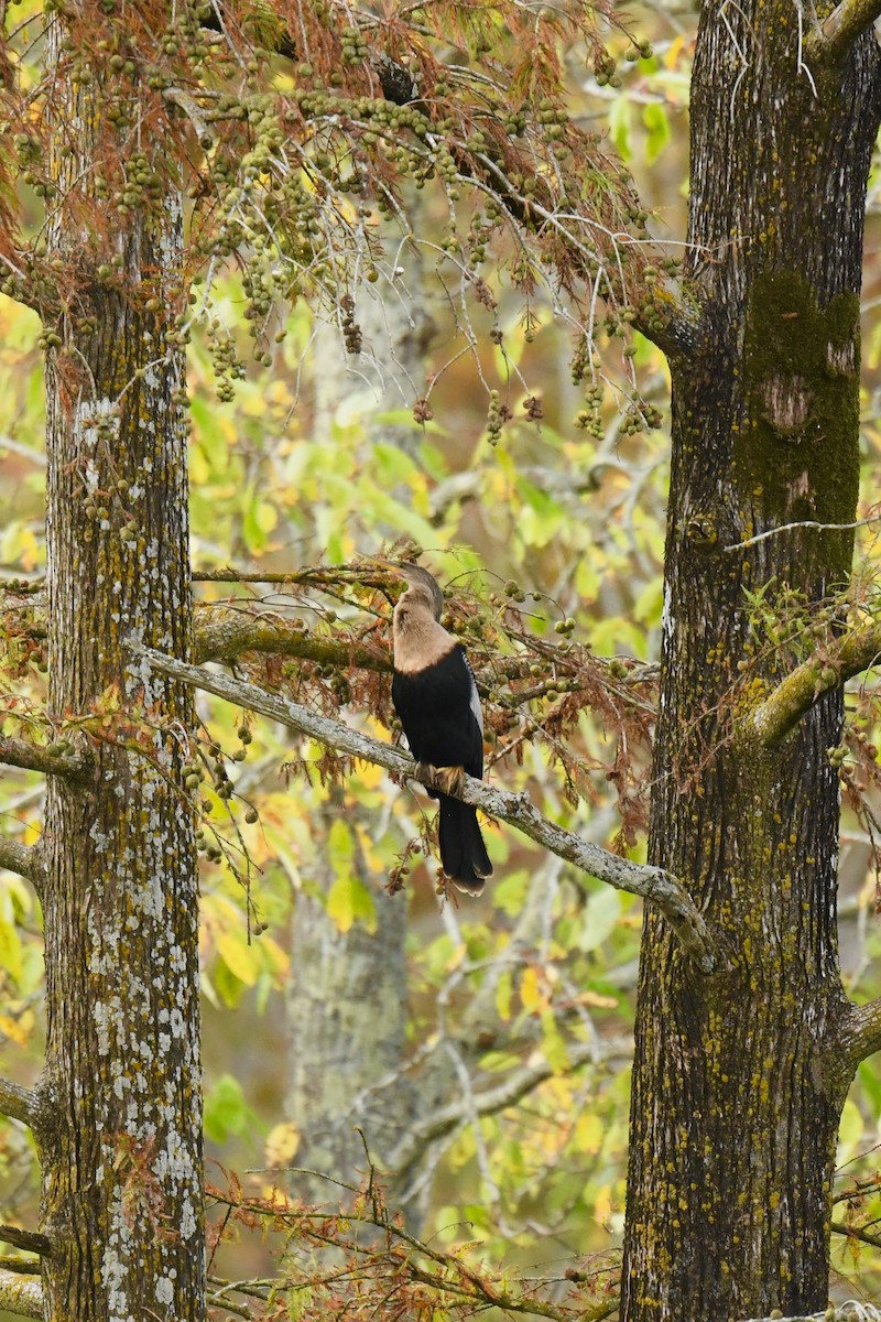 Anhinga Americana - ML185269241