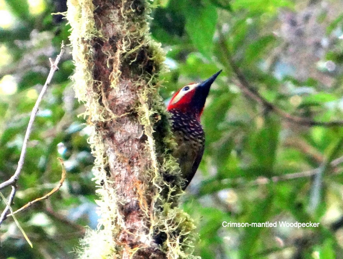 Crimson-mantled Woodpecker - ML185269461