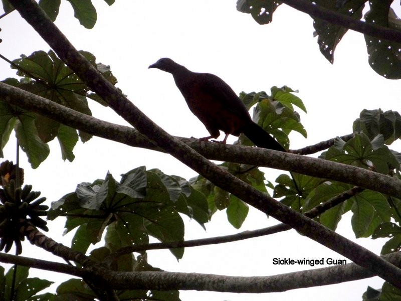 Sickle-winged Guan - ML185270071