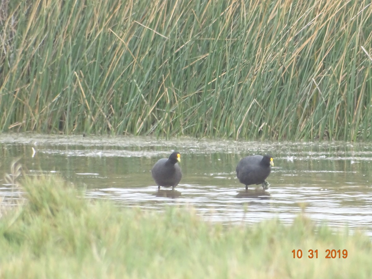White-winged Coot - ML185270541