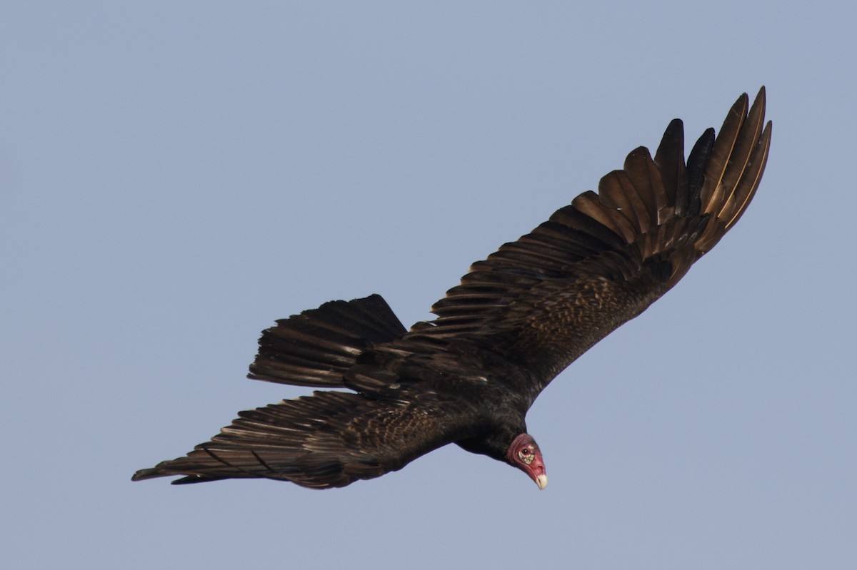 Turkey Vulture - Silvia Faustino Linhares