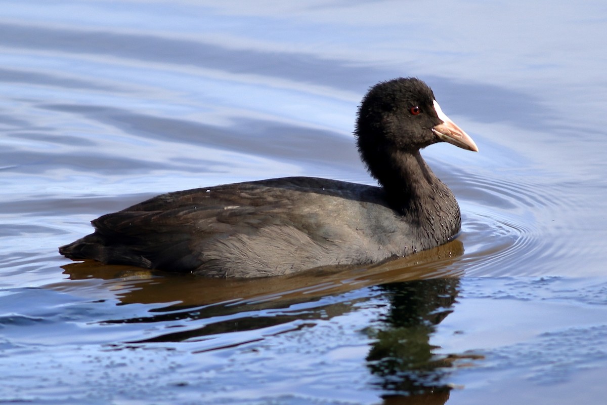 Eurasian Coot - ML185274451