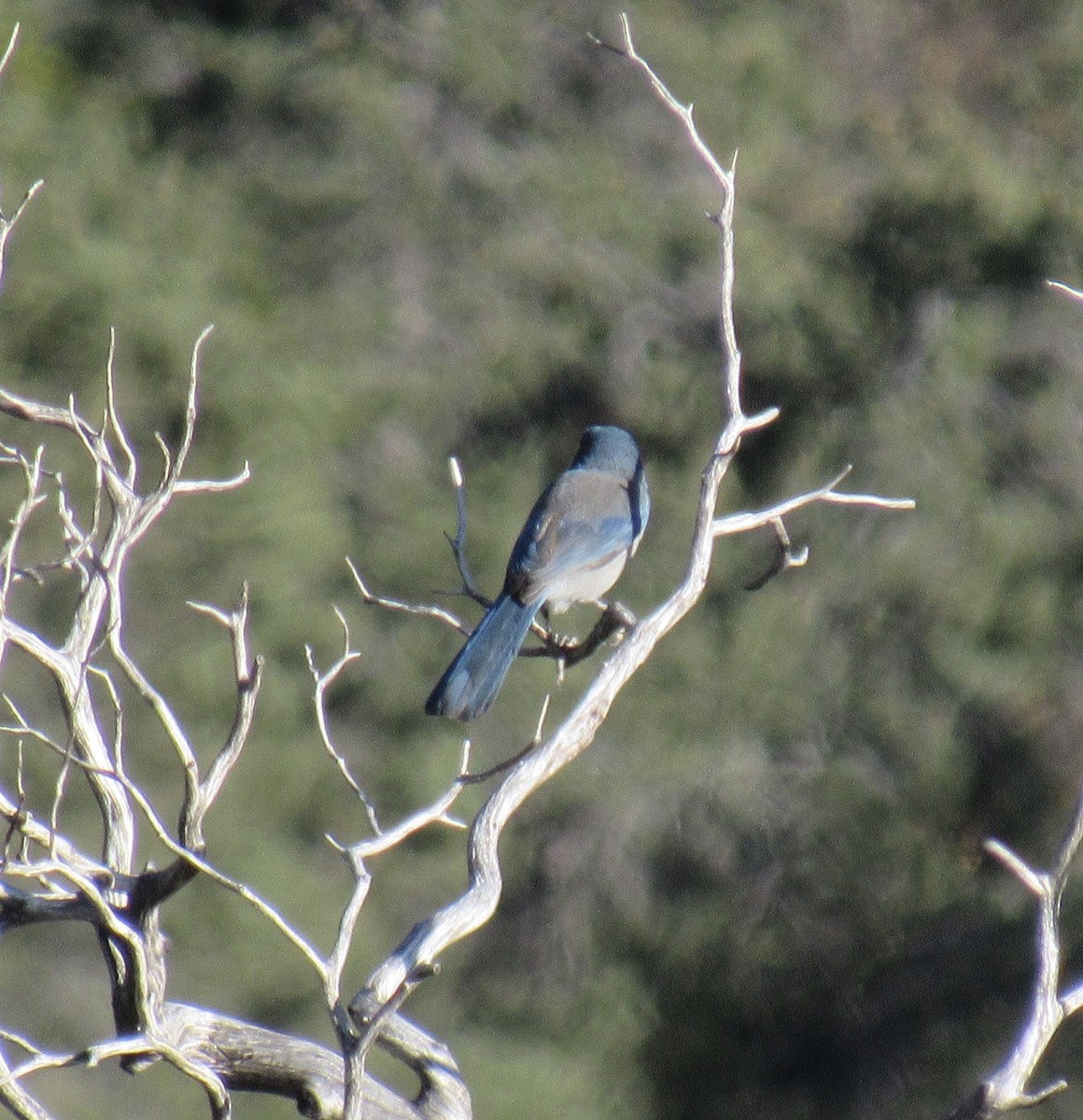 Woodhouse's Scrub-Jay (Woodhouse's) - ML185275281