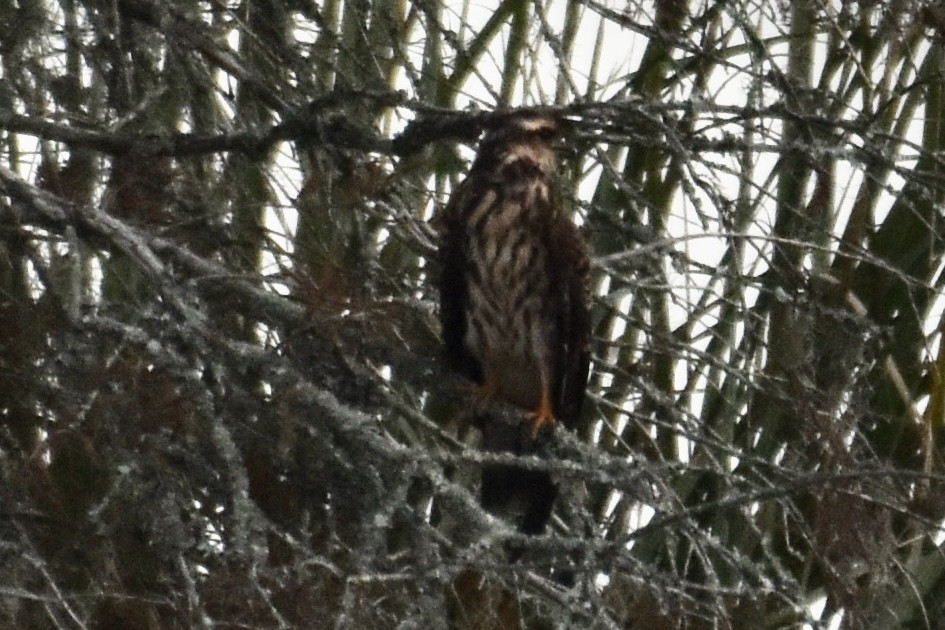 Snail Kite - ML185277051