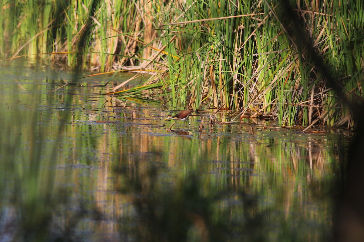 Northern Jacana - Justin LeClaire