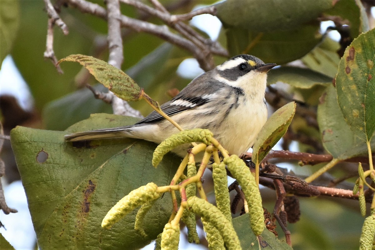 Black-throated Gray Warbler - ML185278151