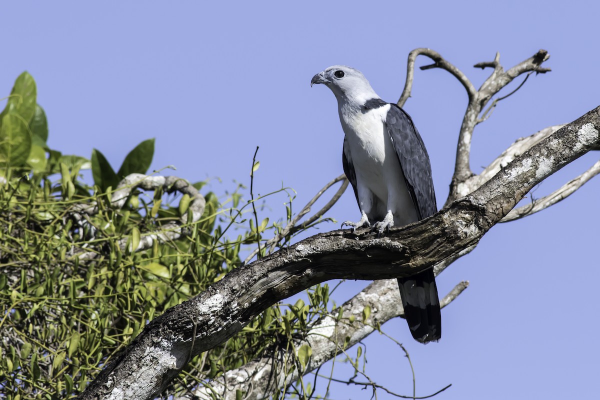 Gray-headed Kite - Jorge Eduardo Ruano