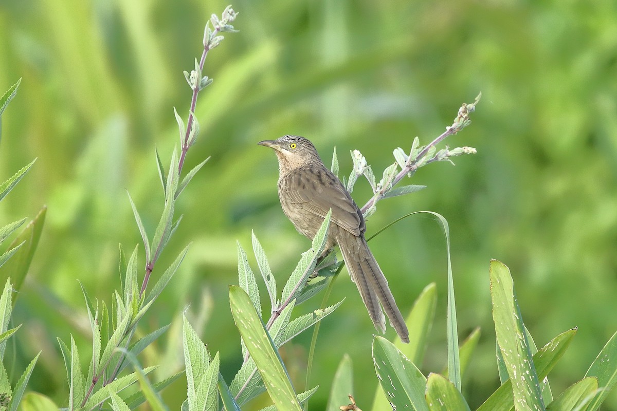 Striated Babbler - Rahul  Singh