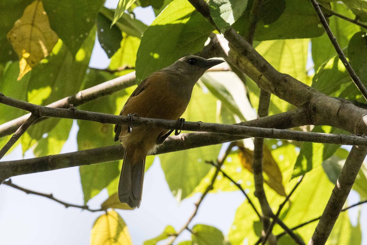 Raja Ampat Pitohui - Eric VanderWerf