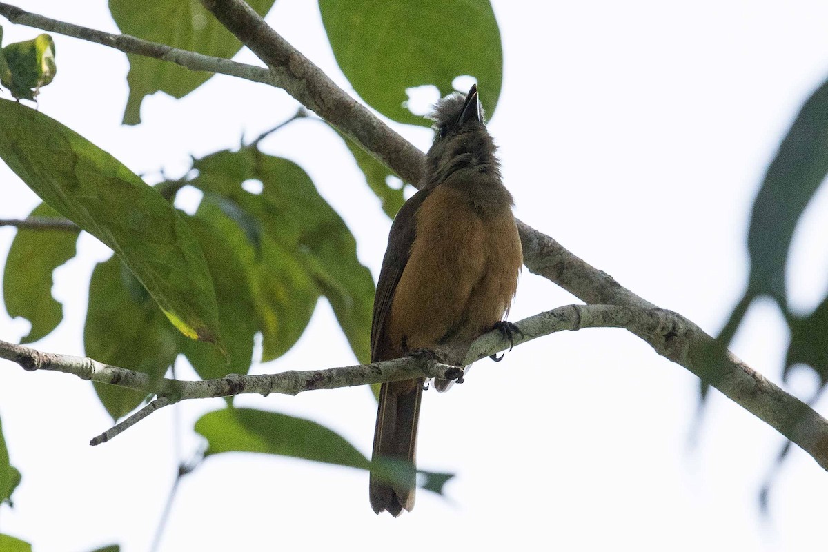 Raja Ampat Pitohui - Eric VanderWerf