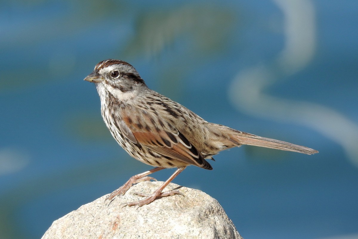 Song Sparrow - ML185279211