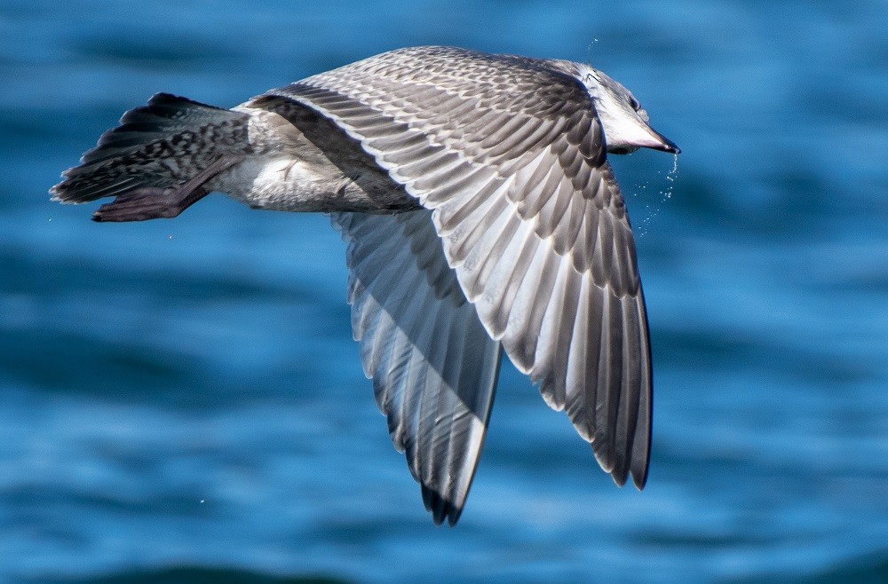 Herring Gull - Mary McSparen