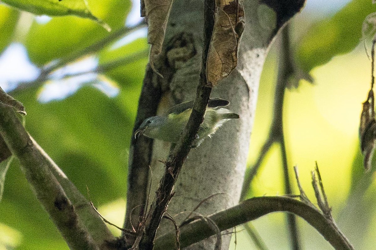 Pygmy Longbill - ML185279561