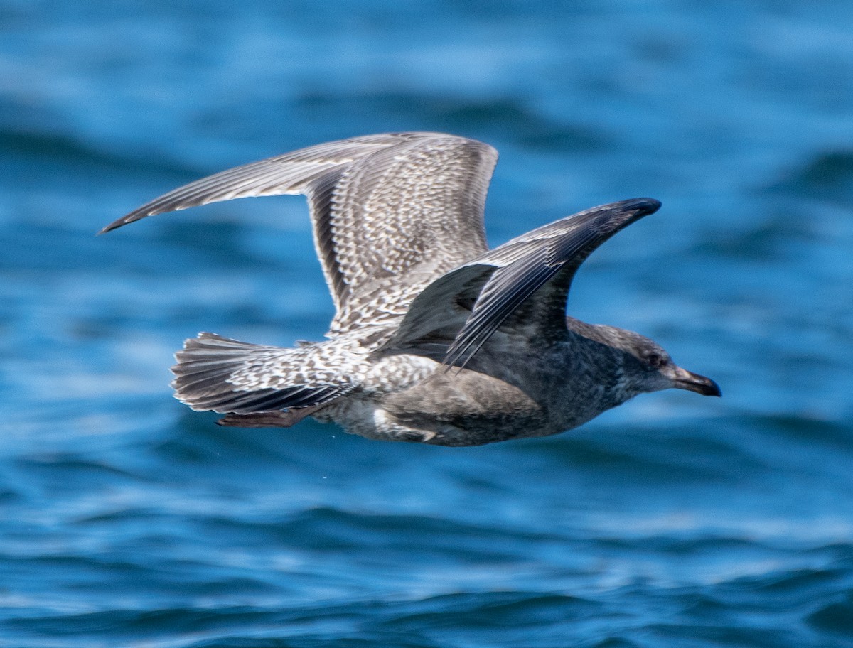 Herring Gull - ML185279691