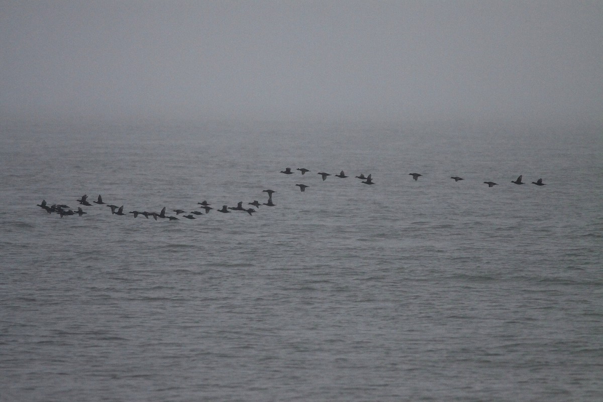 Black Scoter - ML185279791