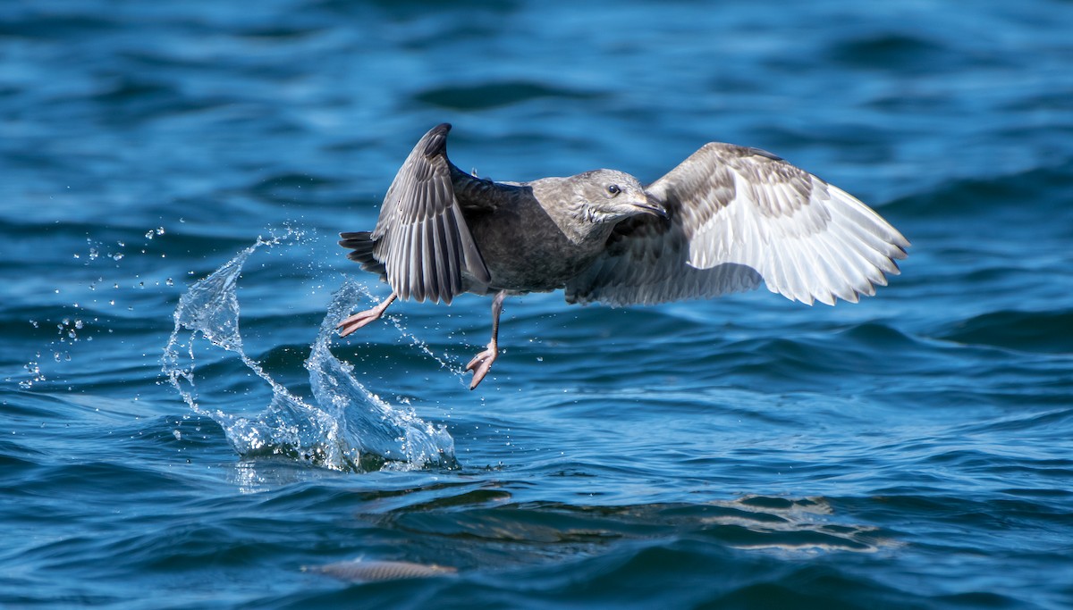 Herring Gull - Mary McSparen