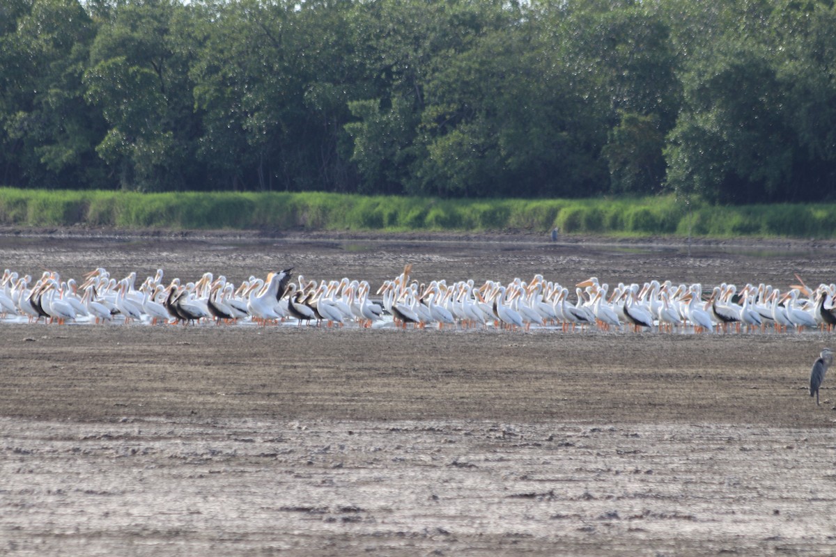 American White Pelican - ML185280091