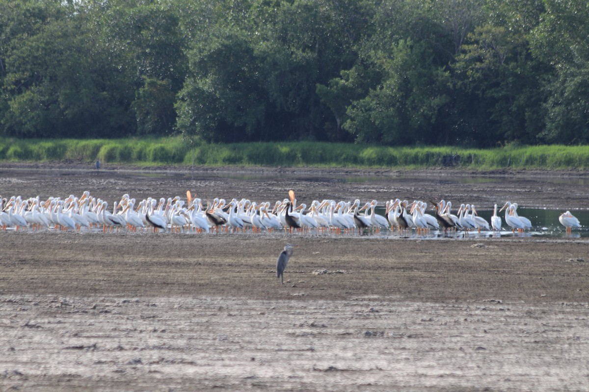 American White Pelican - ML185280131