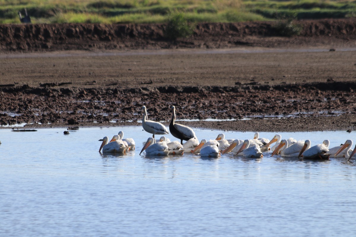 American White Pelican - ML185280271