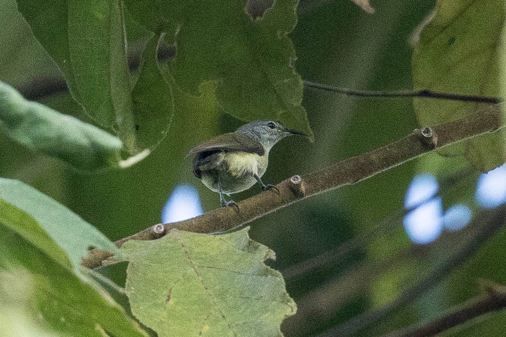 Pygmy Longbill - ML185280621