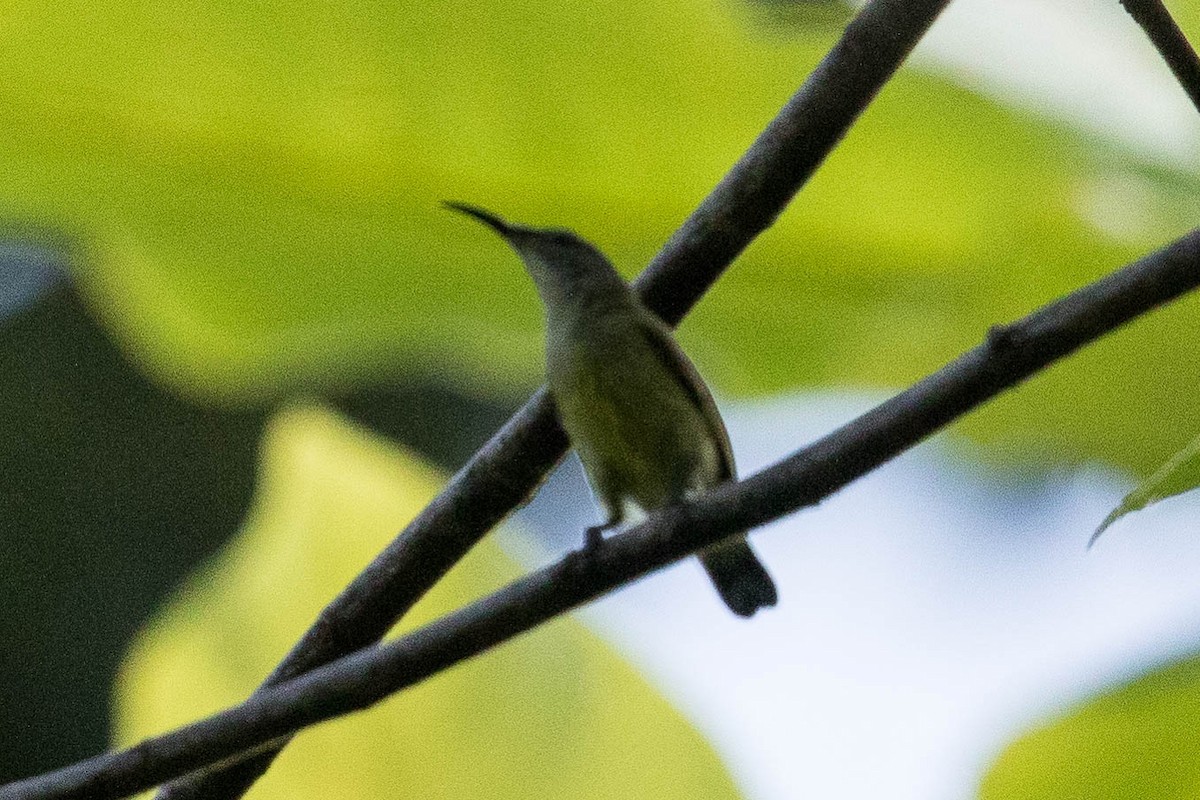 Spectacled Longbill - ML185280971