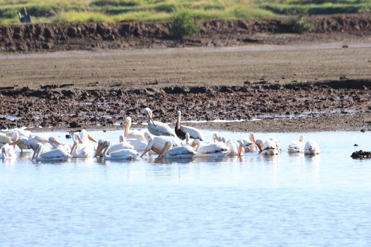 American White Pelican - ML185280991