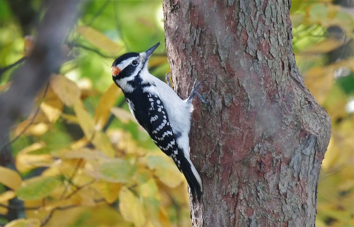 Hairy Woodpecker - ML185282761