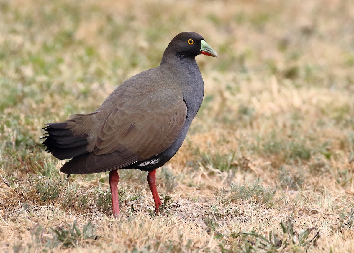 Gallinule aborigène - ML185284161