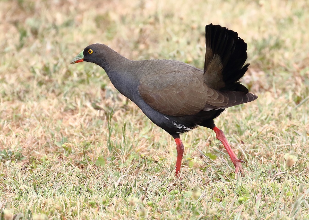 Gallinule aborigène - ML185284221