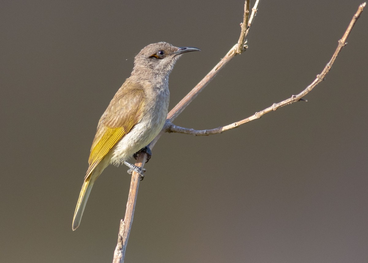 Brown Honeyeater - ML185285781