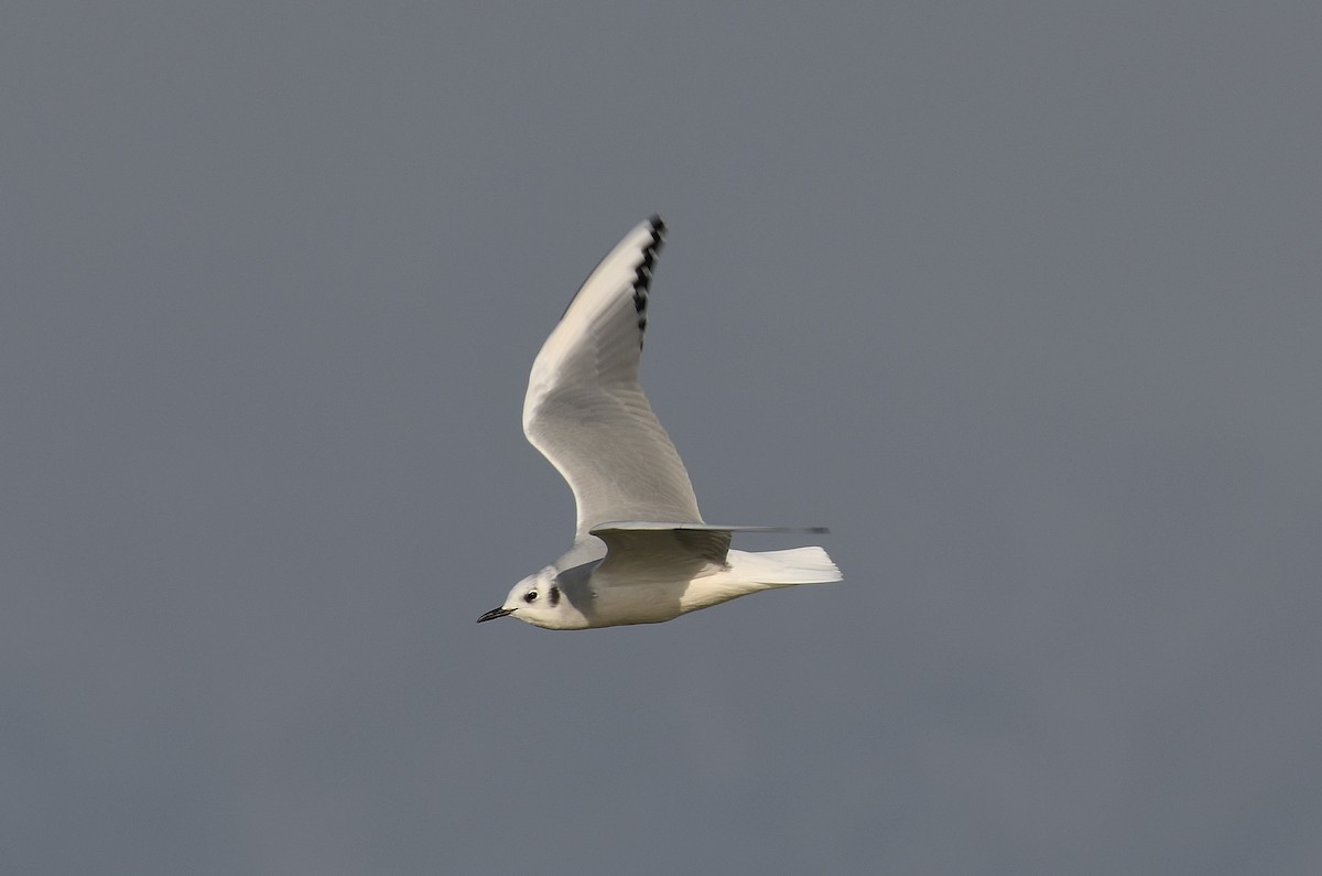 Bonaparte's Gull - ML185286151