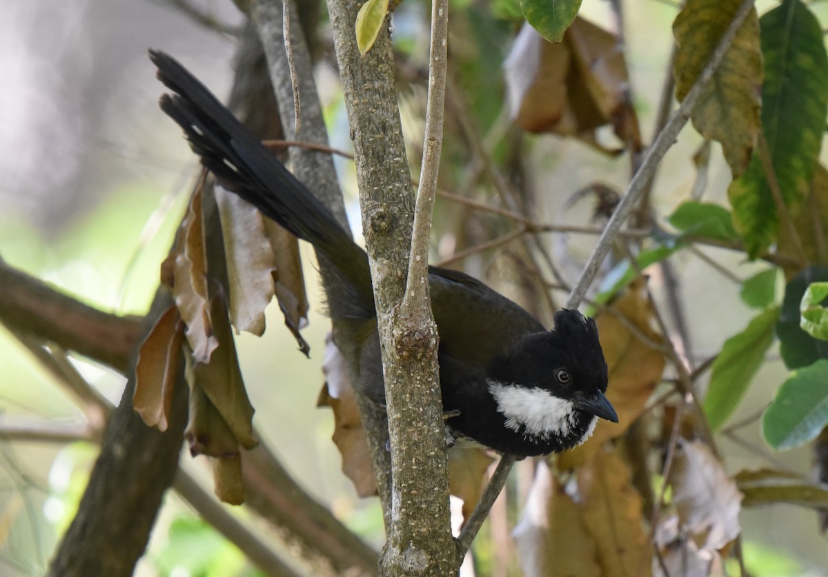 Eastern Whipbird - ML185288601