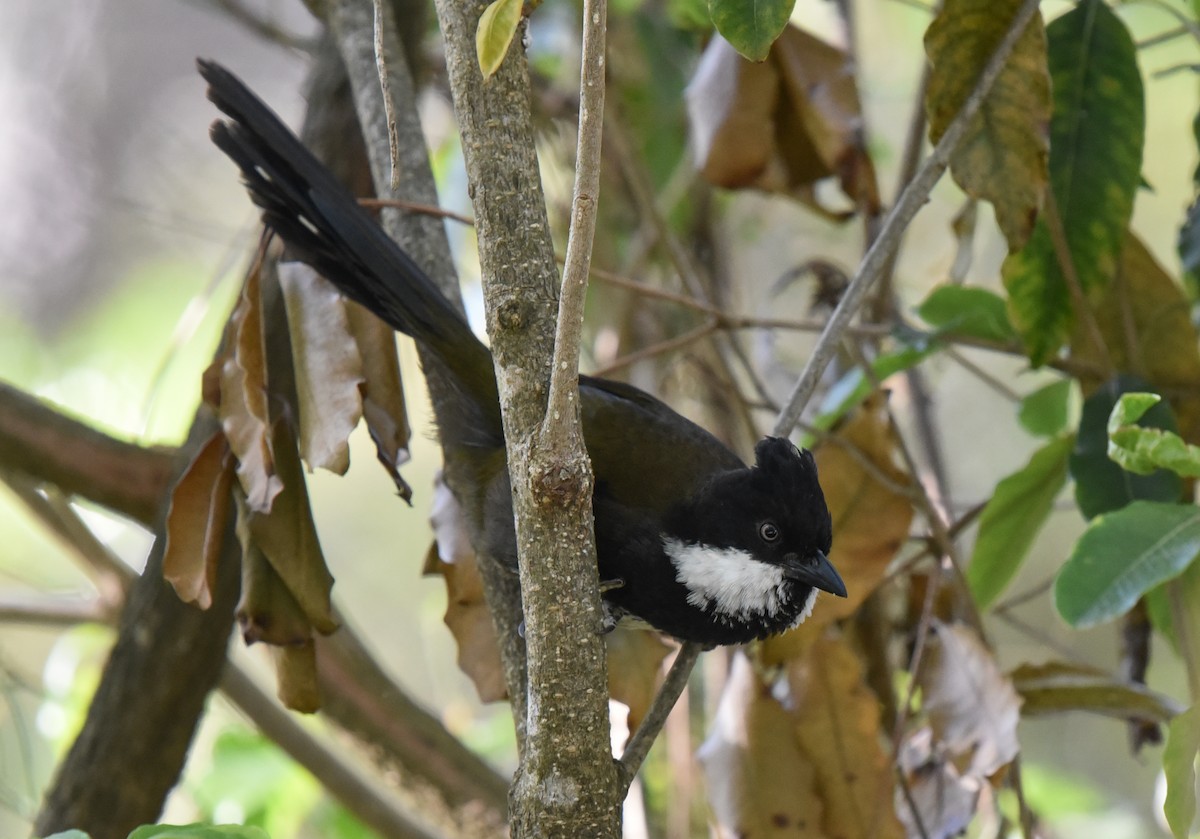 Eastern Whipbird - ML185288611