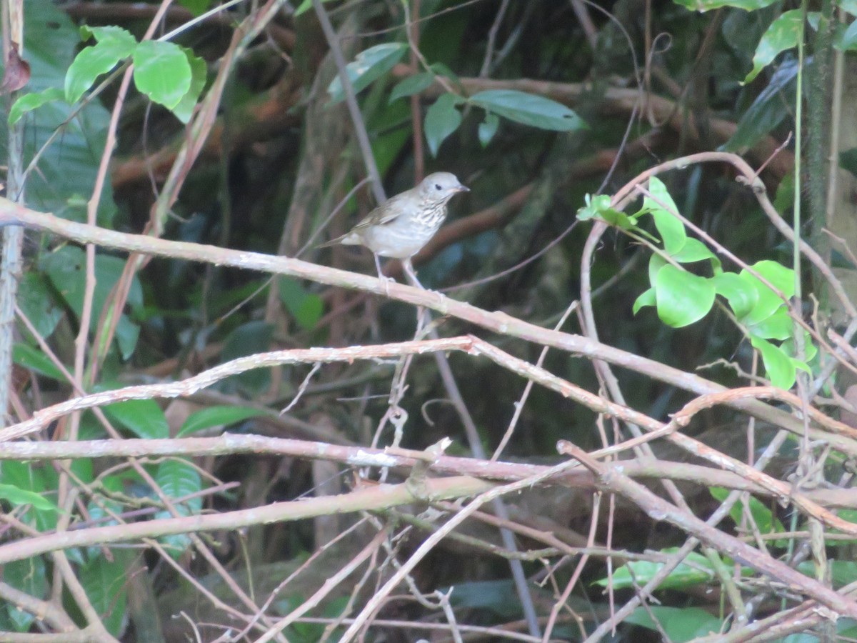 Gray-cheeked Thrush - Reymundo Chen