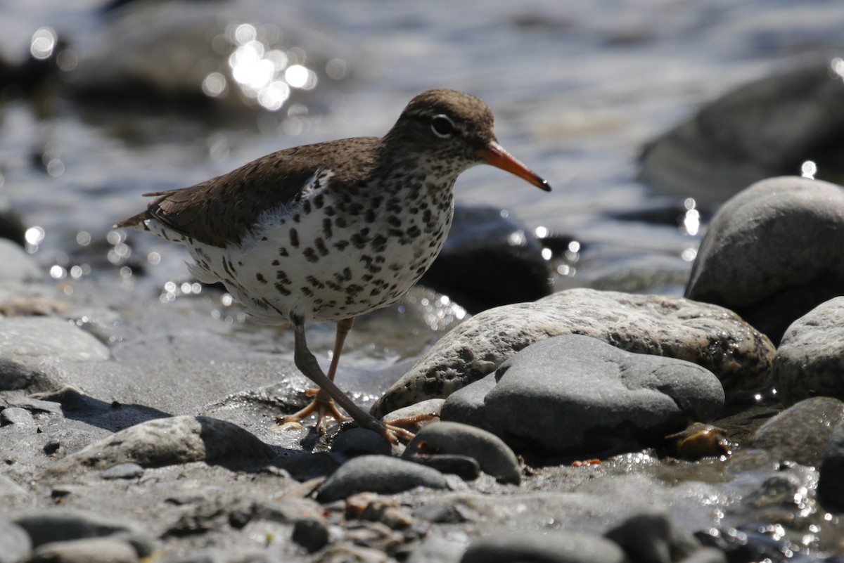 Spotted Sandpiper - ML185291091