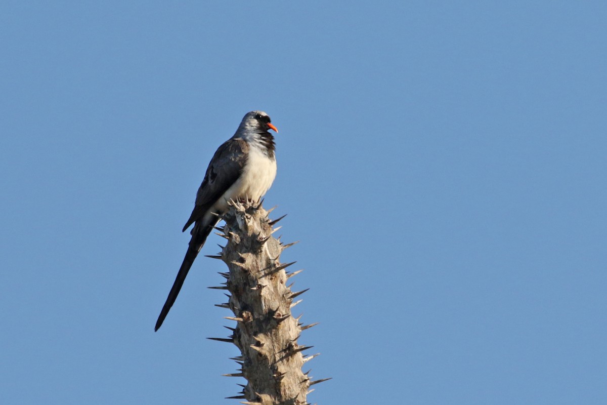 Namaqua Dove - ML185291141