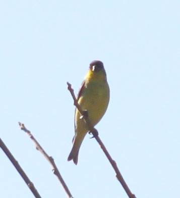 Lesser Goldfinch - Brian Turner
