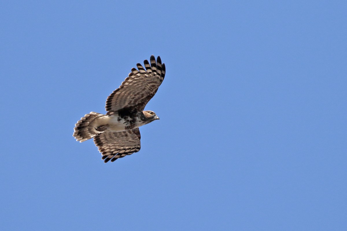 Madagascar Cuckoo-Hawk - ML185291291