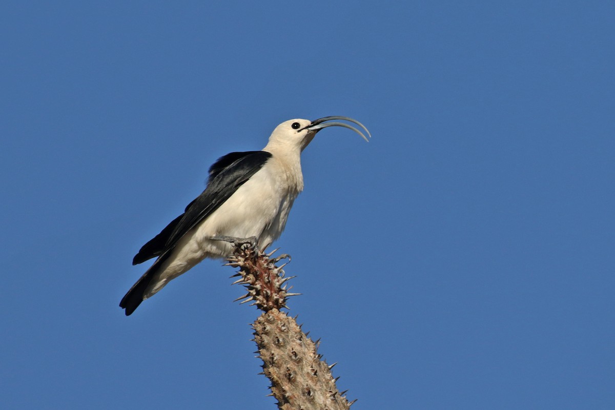 Sickle-billed Vanga - ML185291361