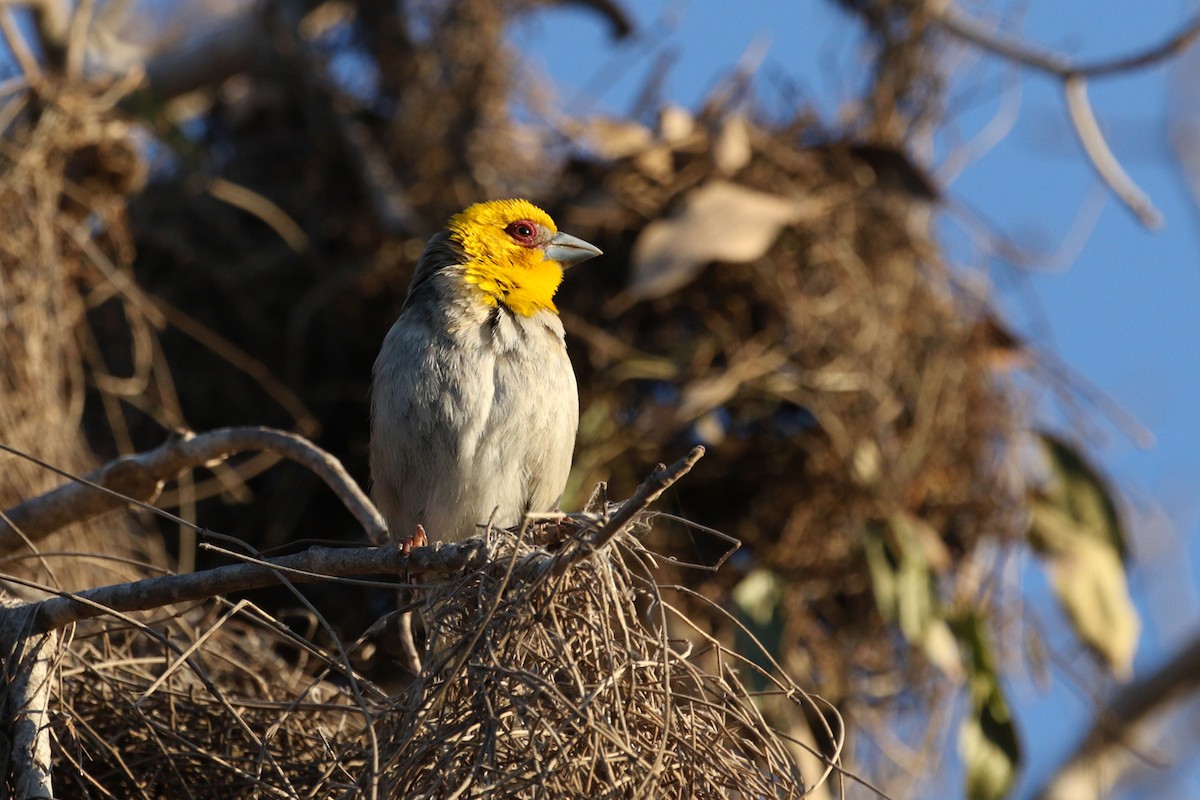 Sakalava Weaver - Charley Hesse TROPICAL BIRDING