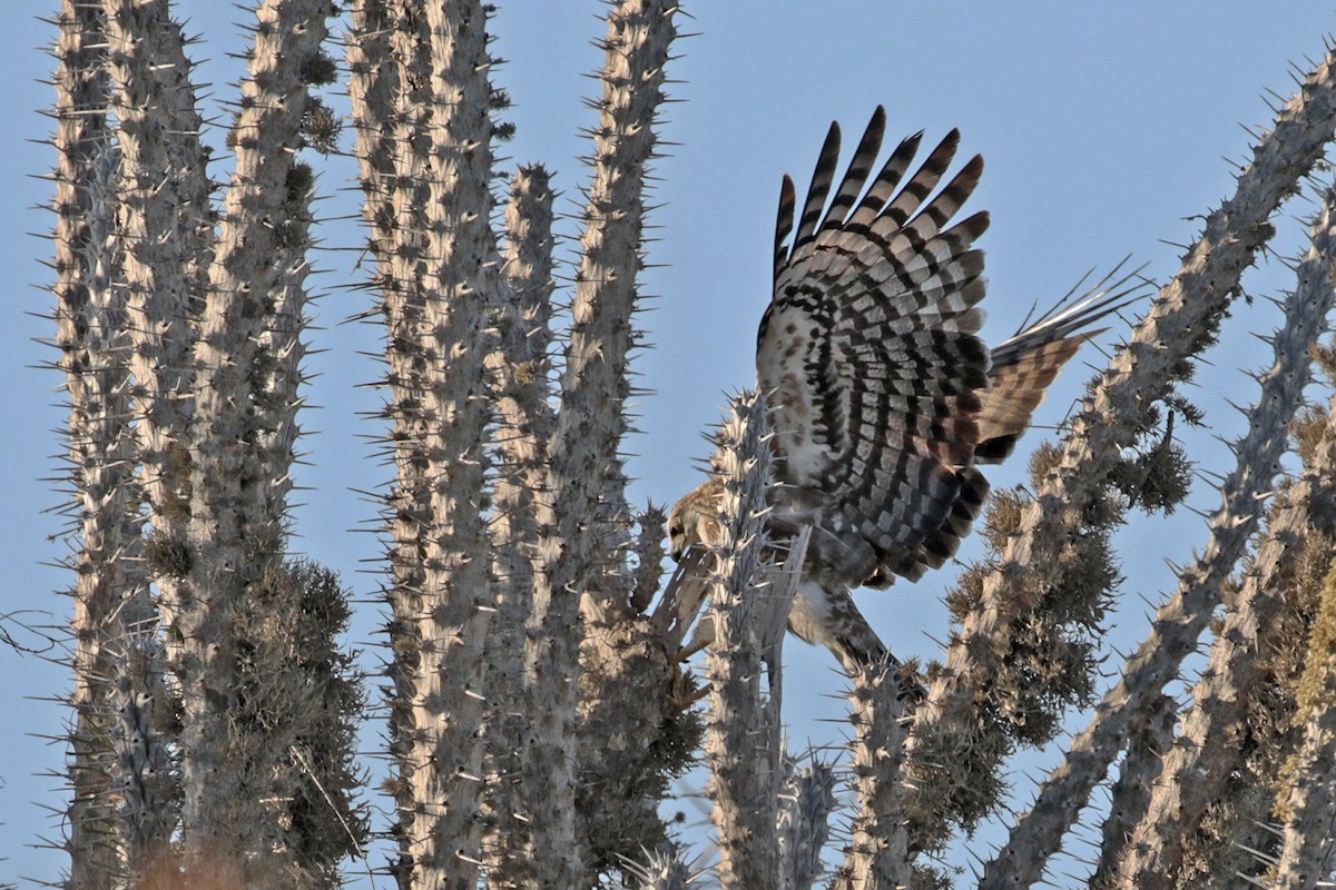 Madagascar Harrier-Hawk - ML185291971