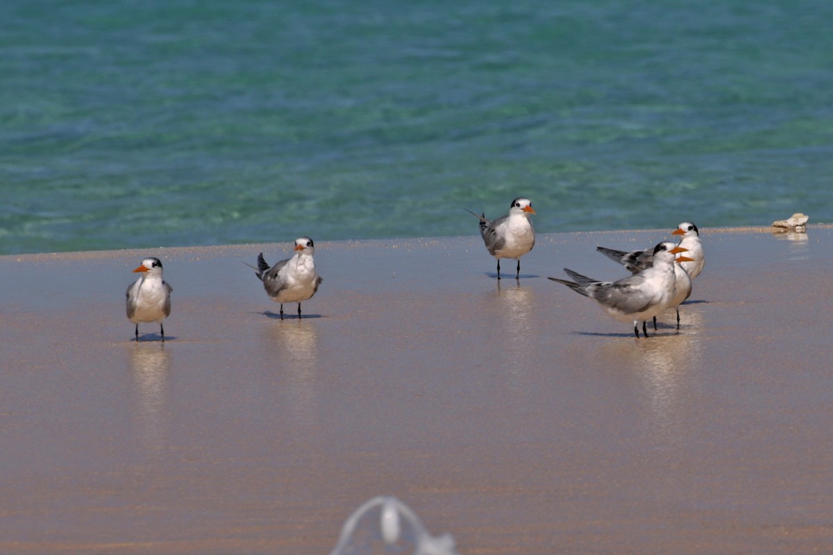 Lesser Crested Tern - Charley Hesse TROPICAL BIRDING