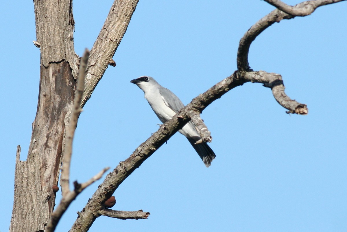 White-bellied Cuckooshrike - george parker