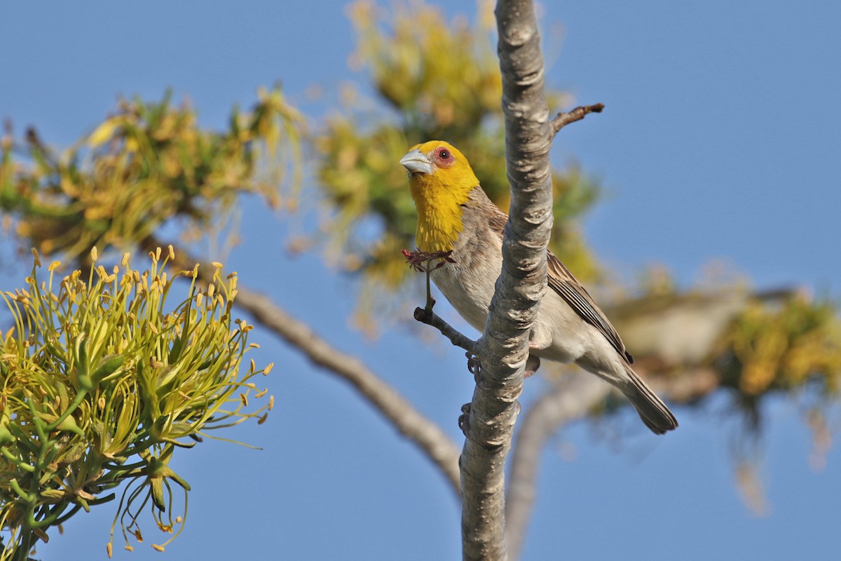 Sakalava Weaver - Charley Hesse TROPICAL BIRDING