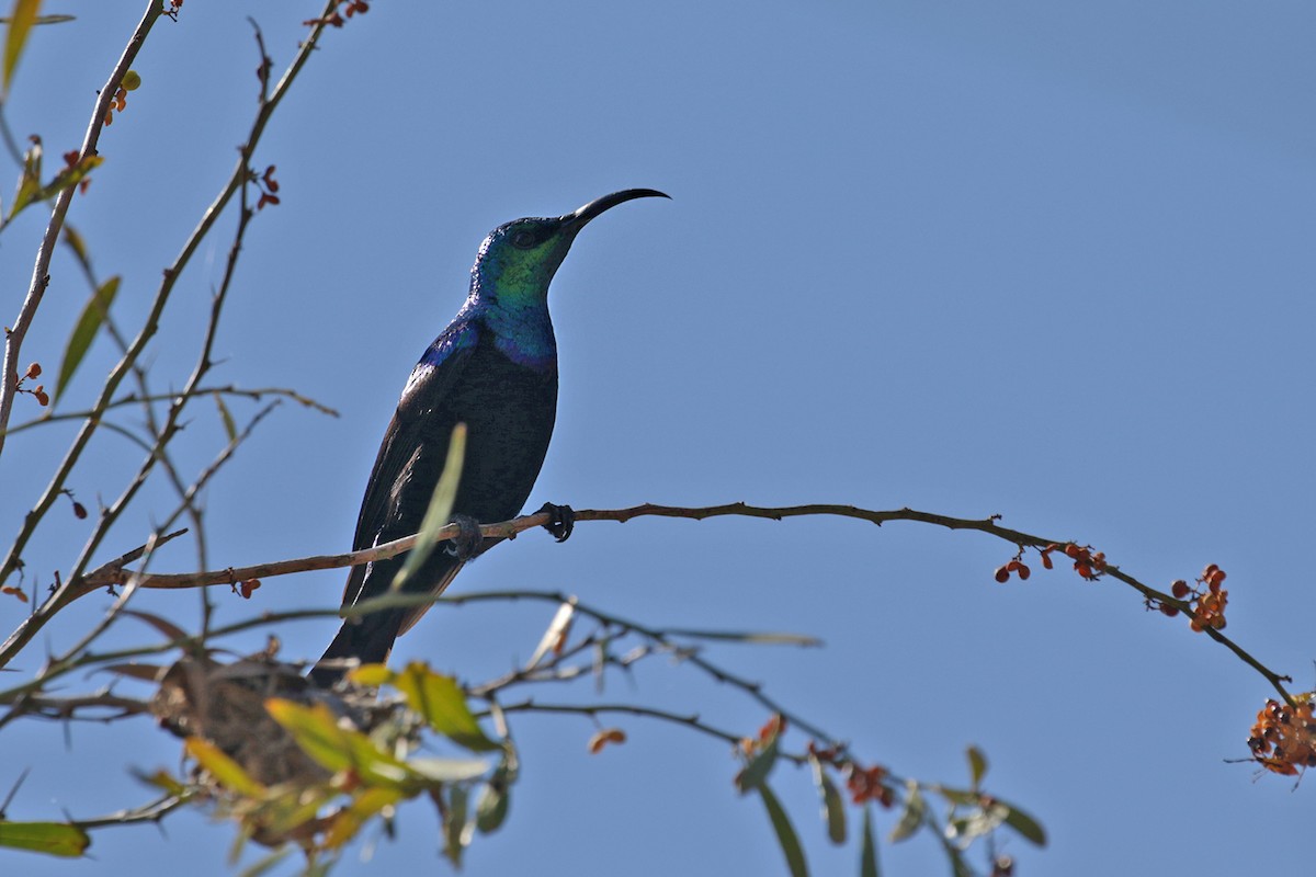 Stahlnektarvogel - ML185293731