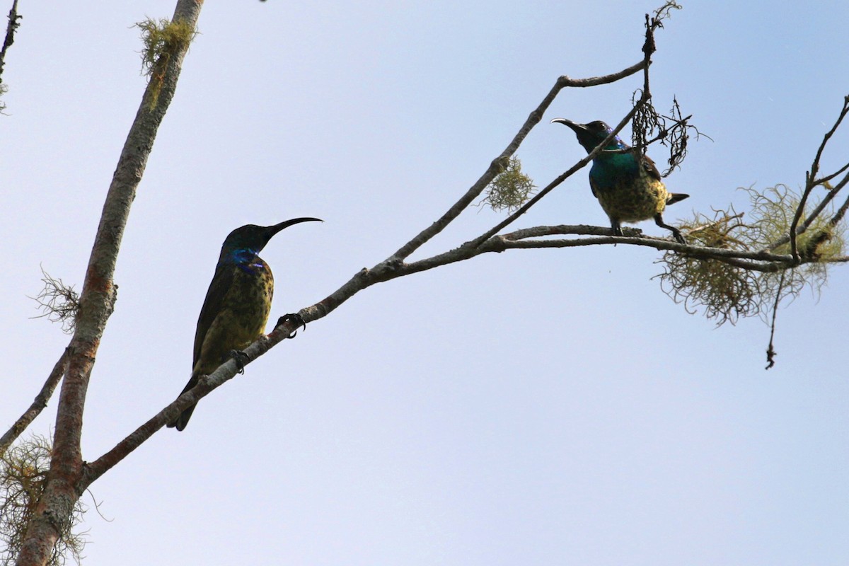 Stahlnektarvogel - ML185293751