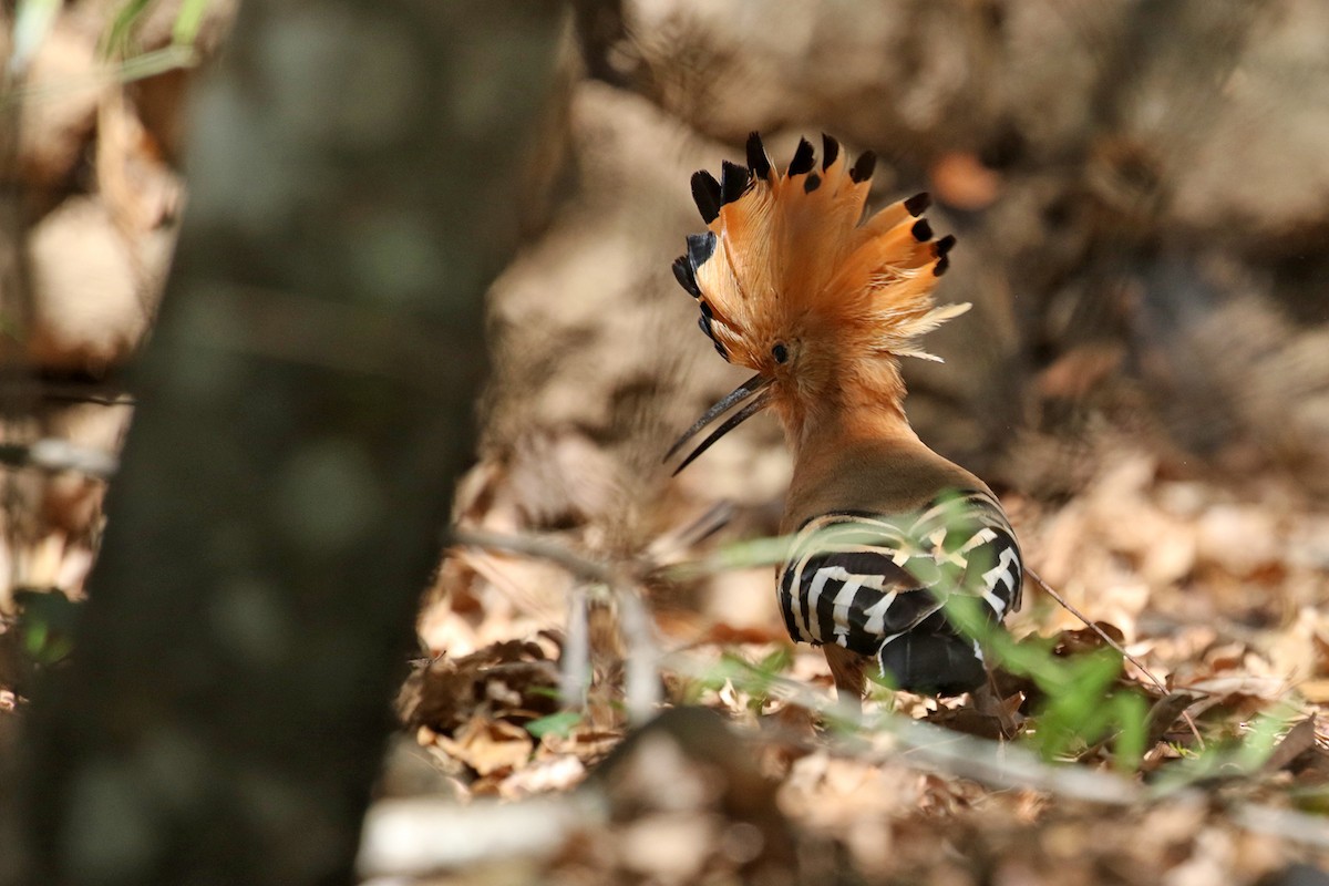 Madagascar Hoopoe - ML185293871