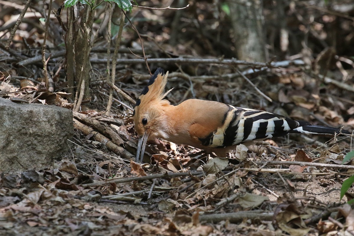 Madagascar Hoopoe - ML185293881